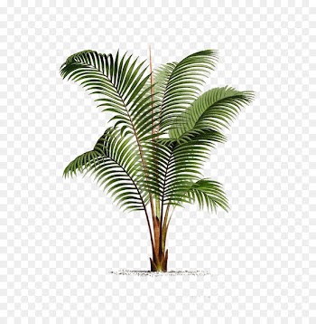 Arecaceae Printmaking Poster Botanical illustration Drawing - Palm leaf 