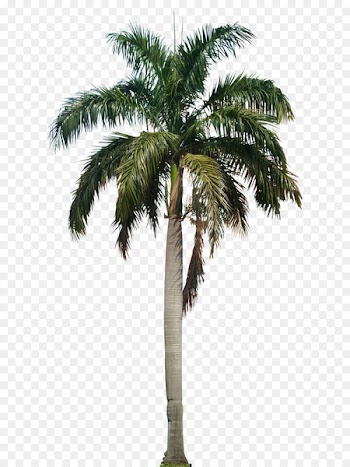 Arecaceae Roystonea regia - Coconut Tree PNG HD 
