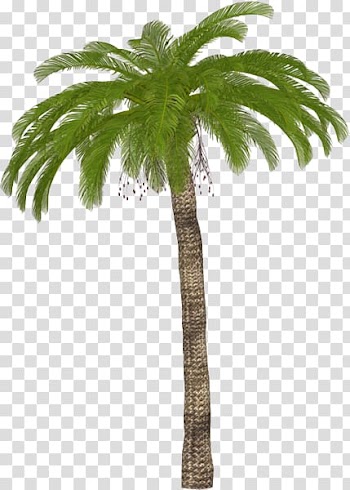 Arecaceae Sea Drawing , element galaxy transparent background PNG clipart