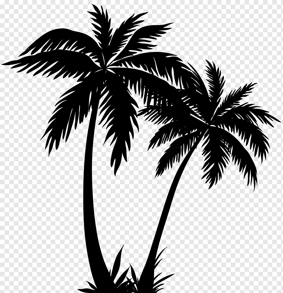 Arecaceae Silhouette, palm tree, leaf, branch, monochrome png