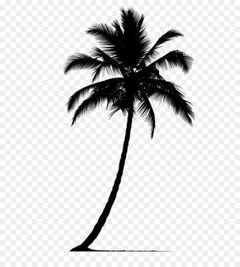 Arecaceae Silhouette Tree - Palm tree silhouette 