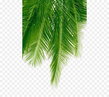 Arecaceae Stock photography Coconut - Palm leaves 