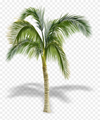 Arecaceae Stock Photography Tree Royalty-free - Palm Tree Royalty Free