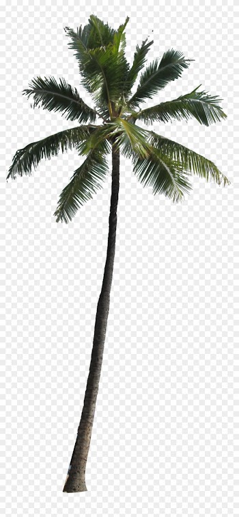 Arecaceae Tree Clip Art - Coconut Tree For Photoshop