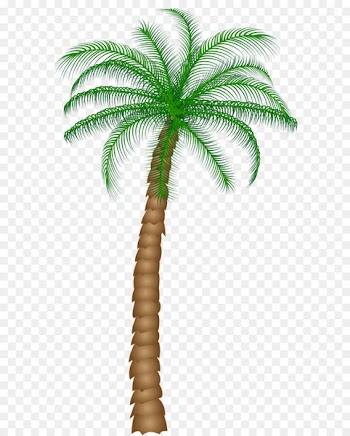 Arecaceae Tree Clip art - Palm Tree PNG Clipart 