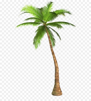 Arecaceae Tree Clip art - Palm Tree Transparent Background Image 