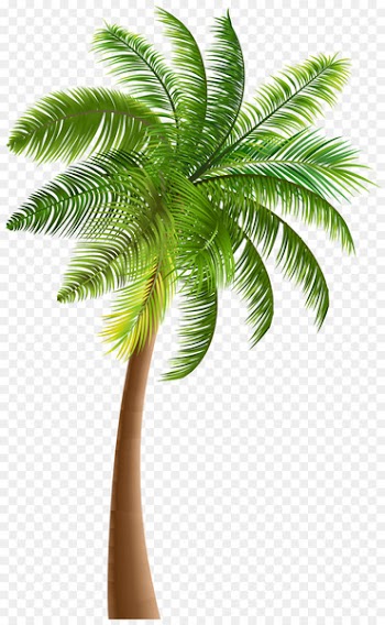 Arecaceae Tree Coconut Clip art - palm tree 