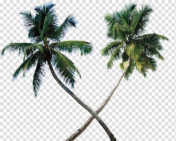 Arecaceae Tree Coconut , coconut tree transparent background PNG clipart