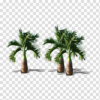 Arecaceae Tree Coconut, Dwarf coconut trees transparent background PNG clipart