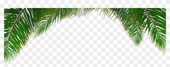 Arecaceae Tree Euclidean Vector Leaf - Palm Tree Background Vector