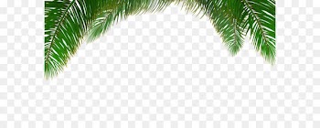 Arecaceae Tree Euclidean vector Leaf - Vector palm tree background 