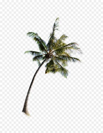 Arecaceae Tree - Palm tree 
