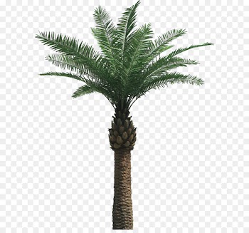 Arecaceae Tree - Palm tree PNG 