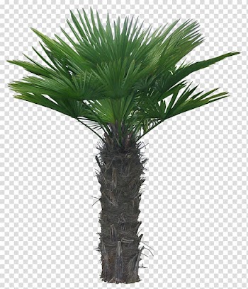 Arecaceae , tree transparent background PNG clipart