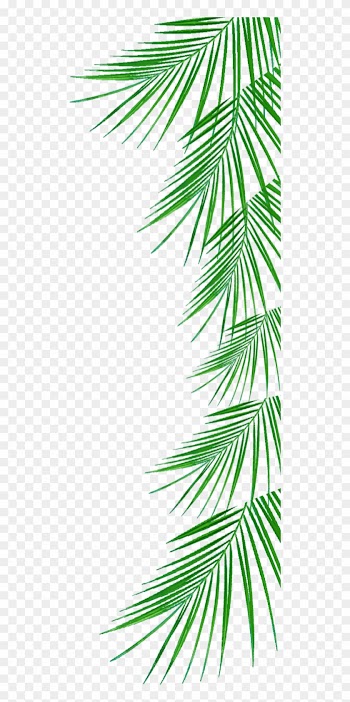 Arecaceae Tree Woody Plant Clip Art - Side Border Png Format