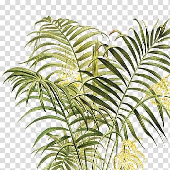 Arecaceae Vegetation Leaf Plant stem Terrestrial plant, Leaf transparent background PNG clipart