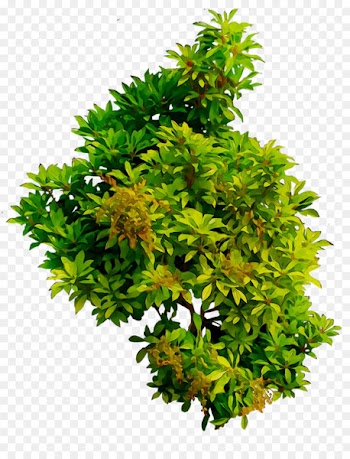 AReflectionOf, Inc. Tree Flowerpot Shrub Persimmon -  