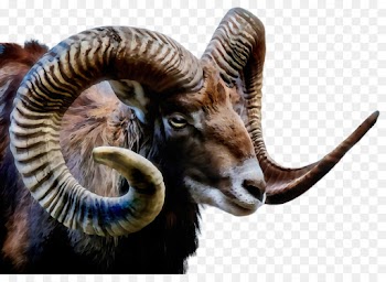 argali horn bighorn wildlife goats