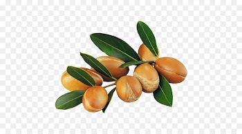 Argan oil Moroccan cuisine Shea butter - oil 