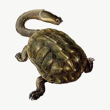 Argentine snake-necked turtle clipart, illustration | Free Vector - rawpixel
