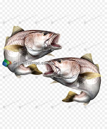 Argyrosomus japonicus Cod Tilapia - installation vector 