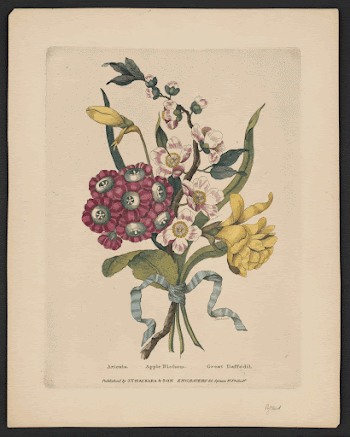 Aricula, apple blossom, great daffodil | Free Photo - rawpixel