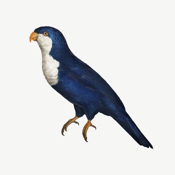 Arimanon parakeet parrot bird, vintage | Free PSD Illustration - rawpixel