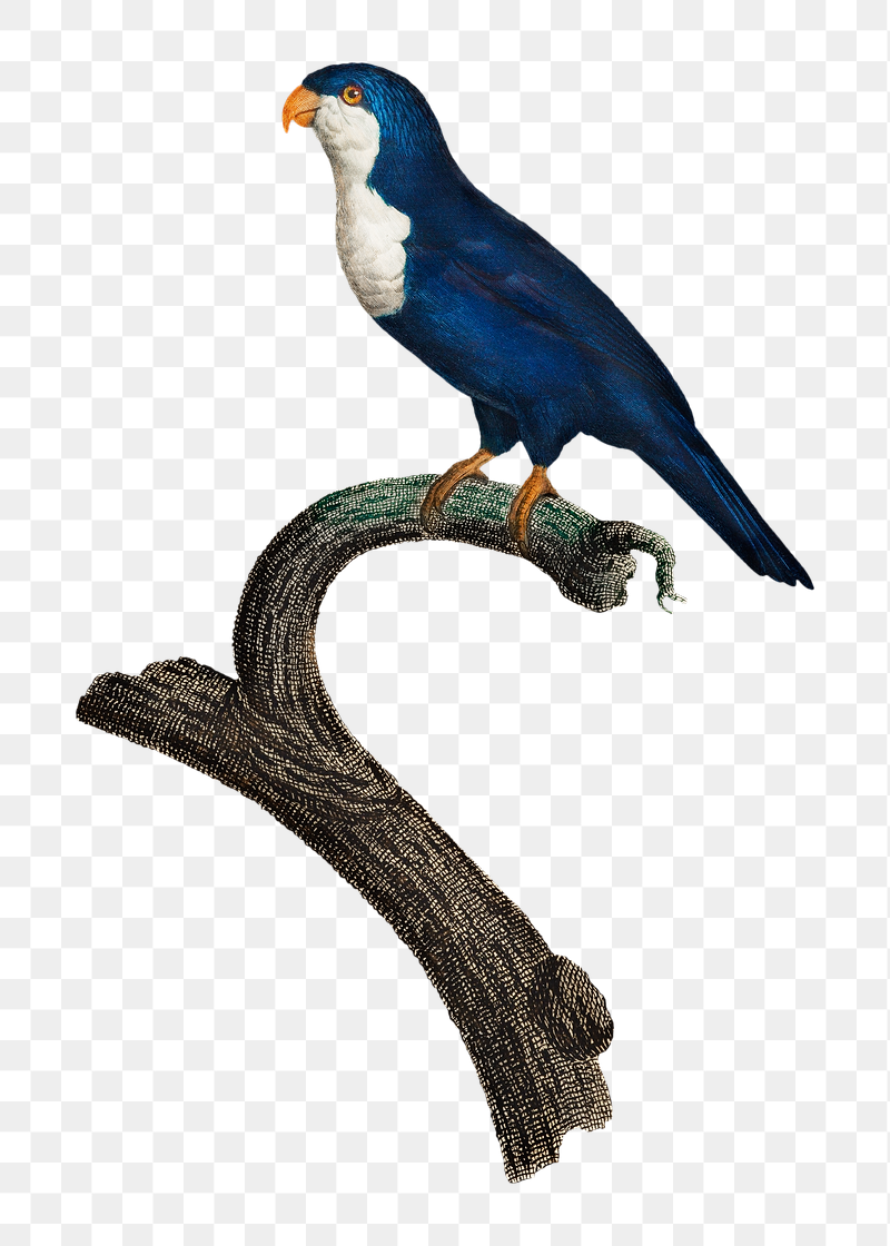 Arimanon parakeet parrot png bird | Free PNG Illustration - rawpixel