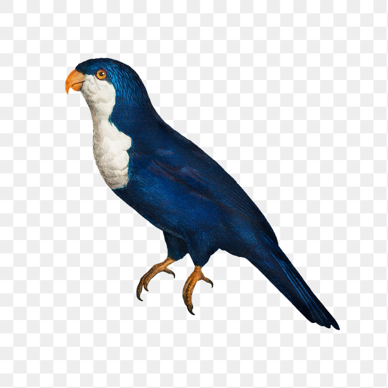 Arimanon parakeet parrot png bird | Free PNG Illustration - rawpixel