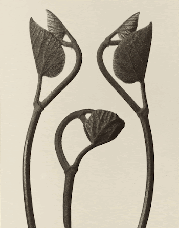 [Aristolochia stems and leaves]; Karl | Free Photo - rawpixel