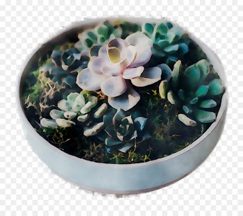 Arizona Home Team Llc, 2018, Apartment, Flower, Echeveria PNG