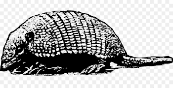 Armadillo Clip art - Armadillo Clipart png download - 1280*640 ...
