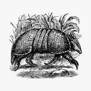 Armadillo clipart, vintage hand drawn | Free Vector - rawpixel