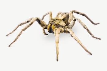 Armed spider insect collage element | Free PSD - rawpixel