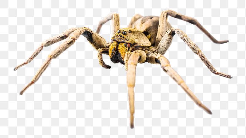 Armed spider insect png sticker, | Free PNG - rawpixel