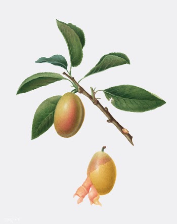 Armenian plum from Pomona Italiana illustrati.. | Free stock vector - 487912