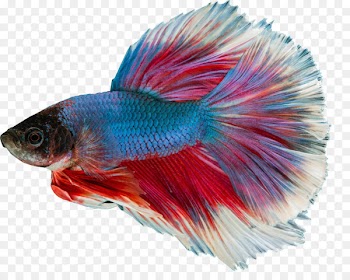 Arowana Siamese fighting fish Image Fish Care Photograph - fish 