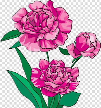 Arranging cut flowers Caribbean Flowers Peony , Peonies Flower transparent background PNG clipart