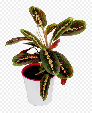 Arrowroots Flowerpot Houseplant -  