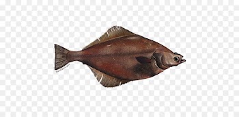 Arrowtooth flounder Kamchatka flounder Pacific halibut - fish 