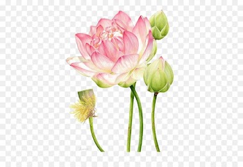 Art Drawing Watercolor painting Nelumbo nucifera Botanical illustration - Lotus 