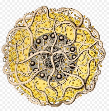 Art Forms in Nature: The Prints of Ernst Haeckel Be Dandy Radiolaria Protozoa Phaeodarea - draving ornament 