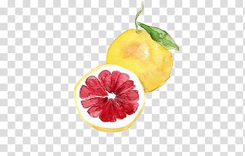 Art , round yellow and red fruit painting transparent background PNG clipart