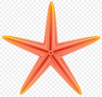 Art, Royalty Payment, Drawing, Starfish, Echinoderm PNG
