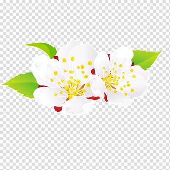 Art Typeface , White pear transparent background PNG clipart