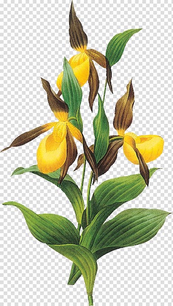 Art Watercolor painting Botany Botanical illustration, painting transparent background PNG clipart