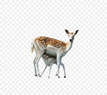 Artemis--goddess of the Hunt and Moon Apollo Zeus Red deer - Deer 