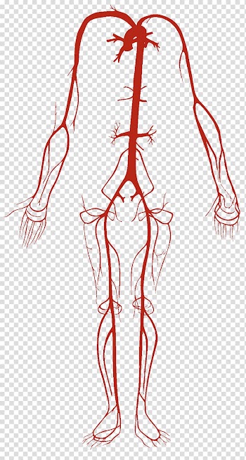 Artery Vein Circulatory system Human body Blood vessel, heart transparent background PNG clipart