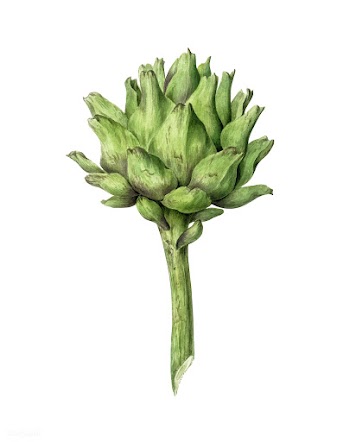 Artichoke by Jean Bernard (1775-1883). Origin.. | Free stock vector - 481288