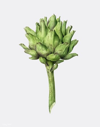 Artichoke by Jean Bernard (1775-1883). Origin.. | Free stock vector - 481354